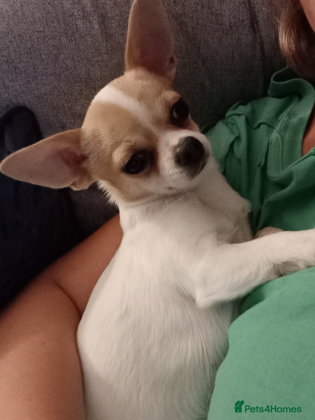 Chihuahua dogs for sale: 2 beautiful girl pups for sale  - Image 7