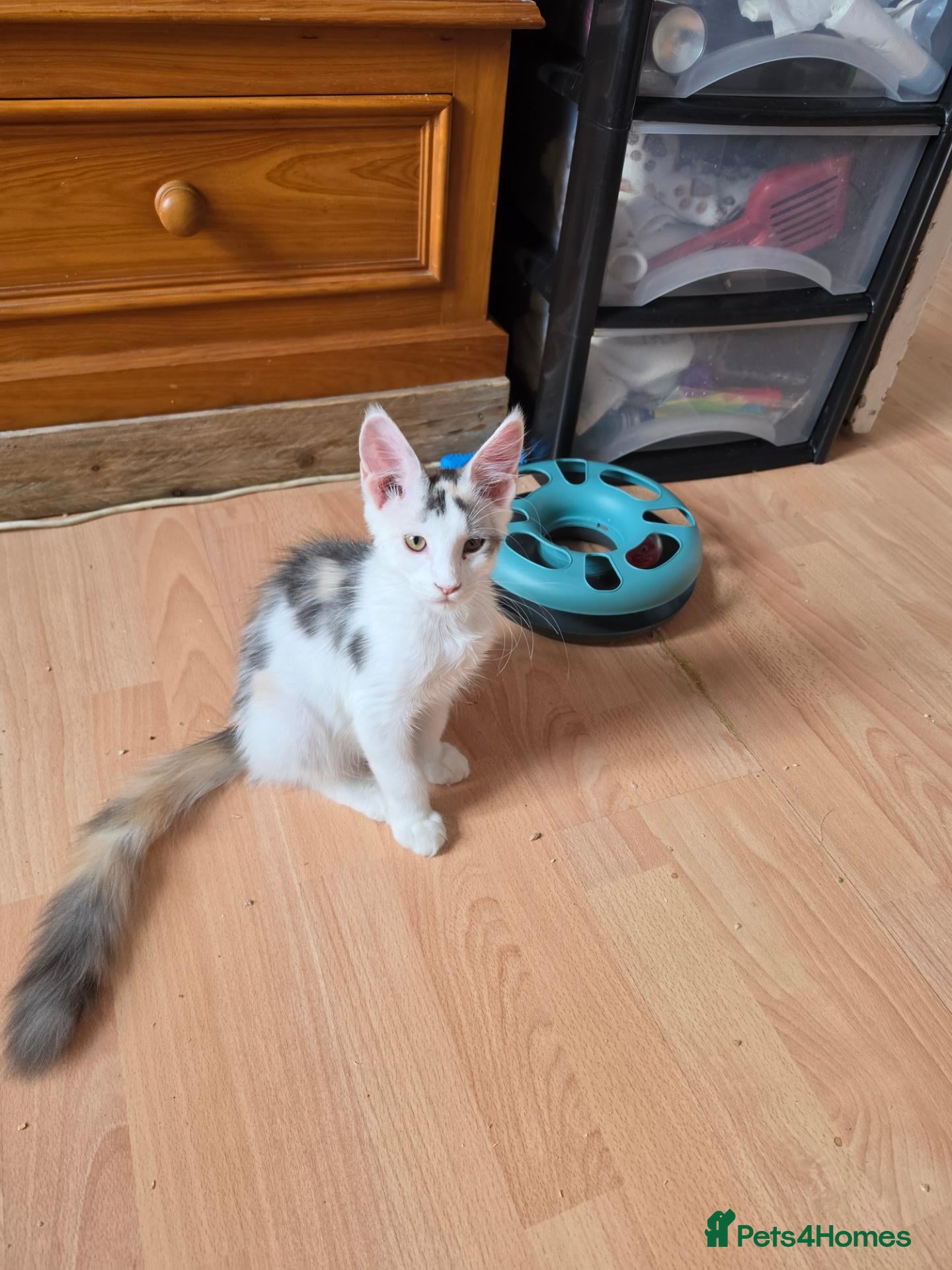 Maine Coon cats TICA REGISTERED STUNNING KITTENS  - Advert 4