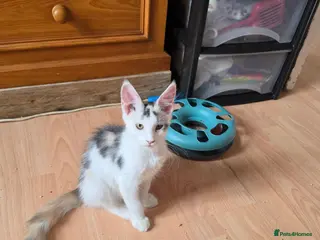 Maine Coon cats TICA REGISTERED STUNNING KITTENS - Advert 4