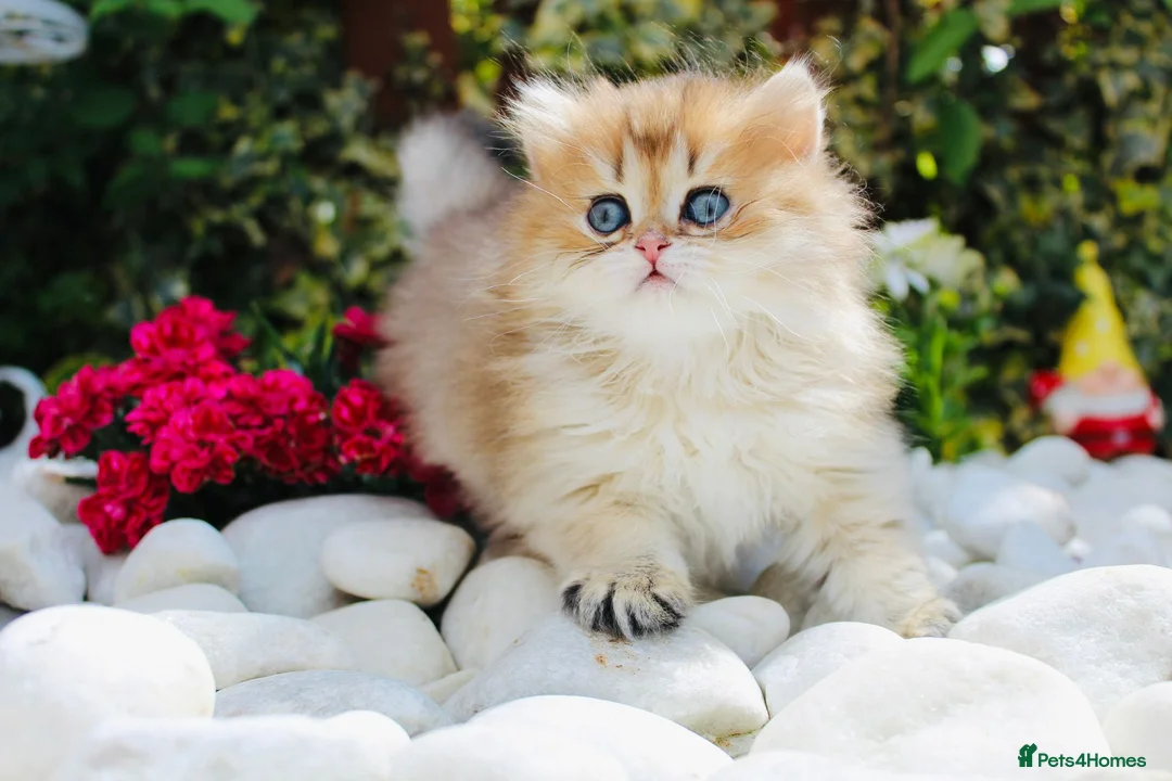 British Longhair cats for stud: Import PEDIGREE British Longhair for stud in Ивсхам - Advert 8