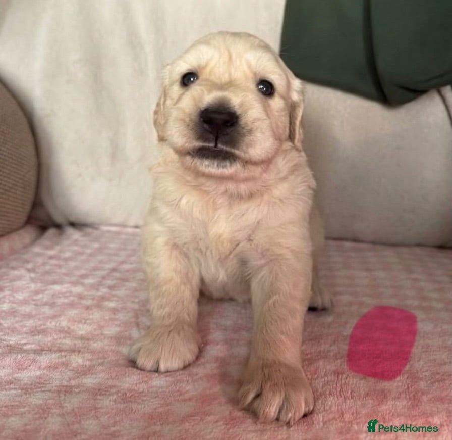 Golden Retriever dogs Beautiful golden retriever puppies  - Advert 2