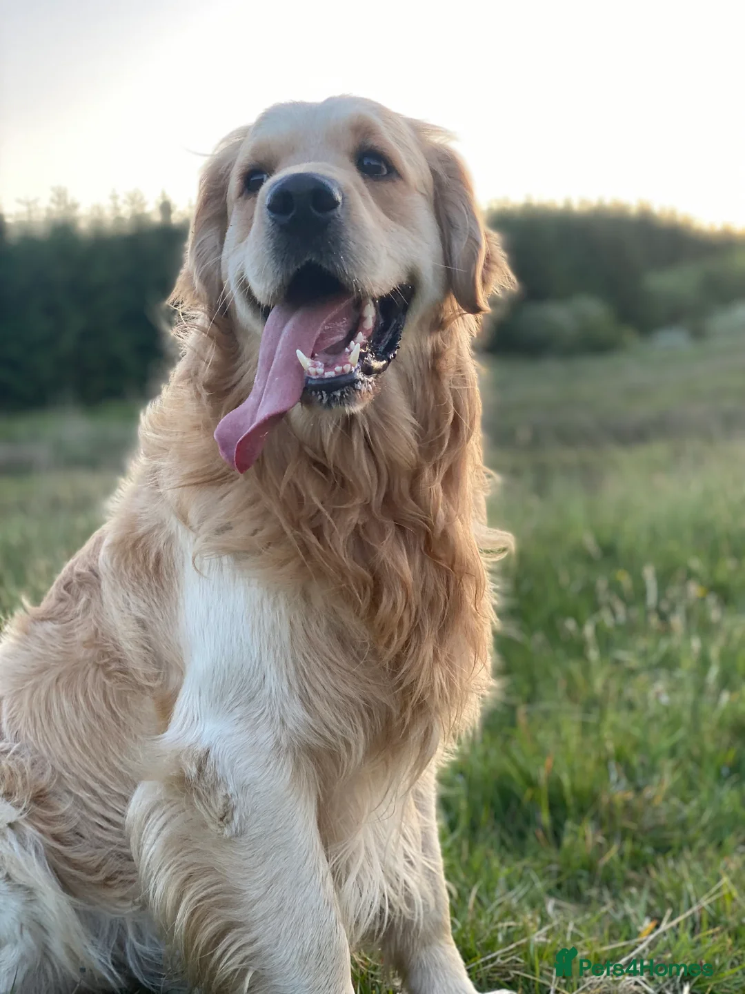 Mixed Breed dogs for sale: Golden Bernese Puppies 🖤🤍🤎 - Advert 6