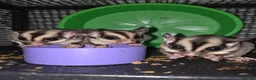 Sugar Glider rodents for sale: Sugar gliders  in Trowbridge - Advert 8
