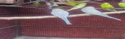 Budgerigars birds for sale: Budgies  - Advert 7