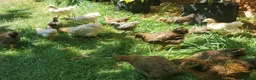 Chickens poultry for sale: Wyandotte Bantam Chicks & Growers  - Advert 2