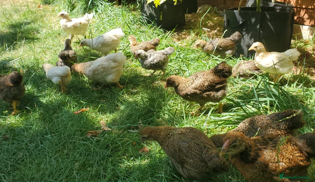 Chickens poultry for sale: Wyandotte Bantam Chicks & Growers  - Advert 2
