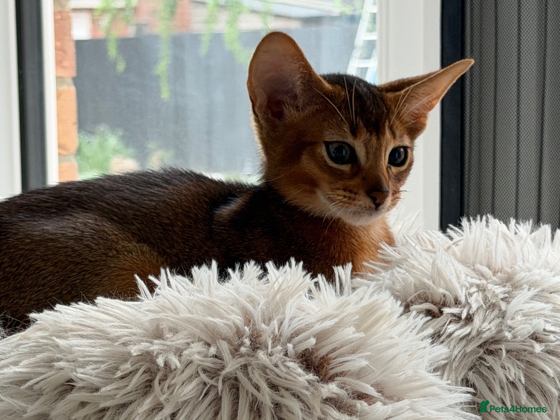 Abyssinian cats Abyssinian kittens  - Advert 1