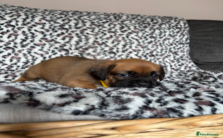 Boxer dogs - Advert 1