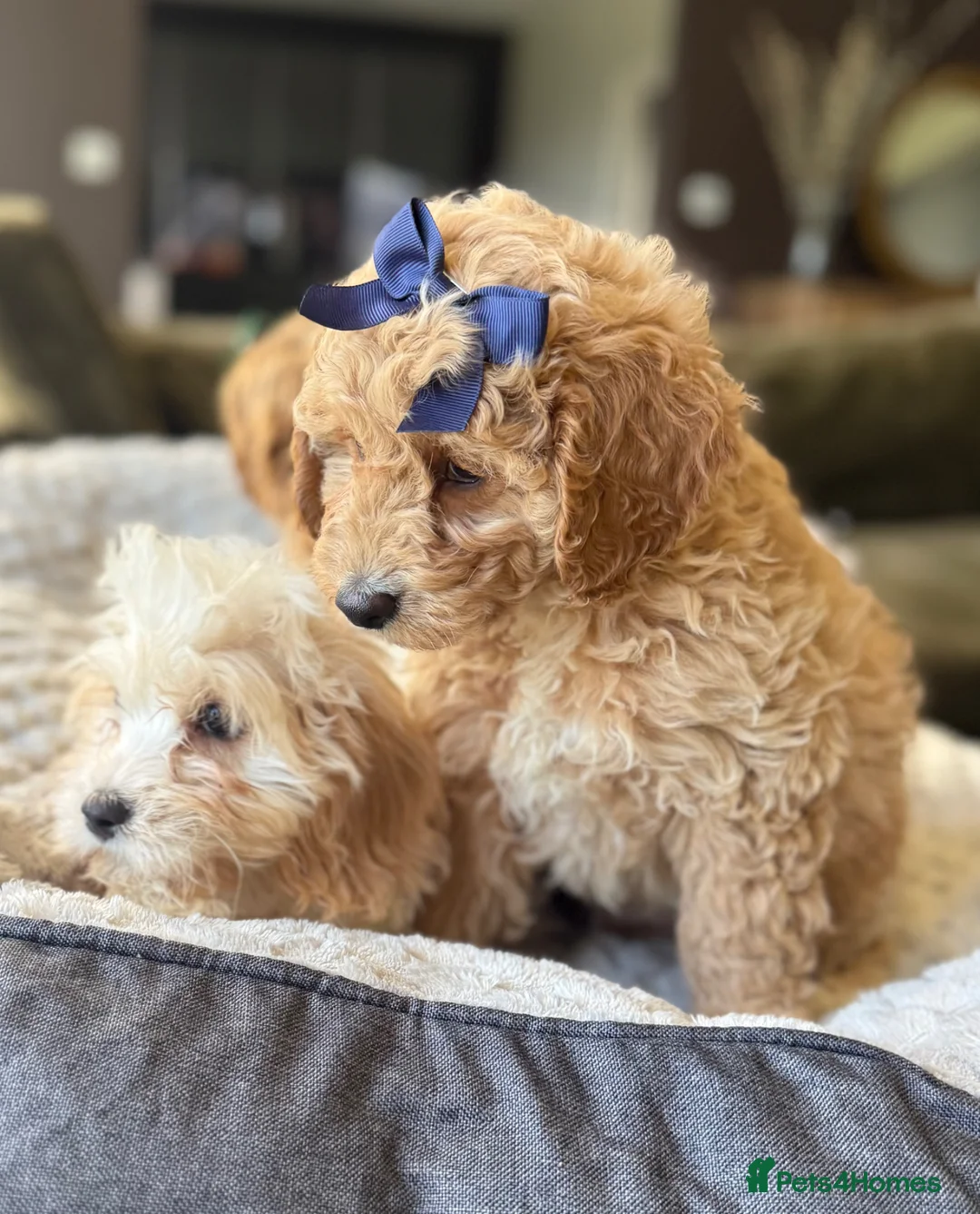Cavapoo dogs for sale: Cavapoo puppies  - Advert 2