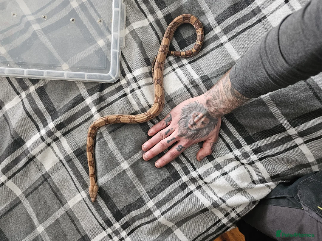 Boa Snake reptiles for sale: Hog island boa - Advert 4