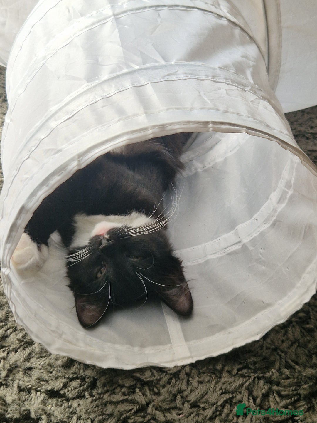 Mixed Breed cats for sale: Beautiful black and white girl for sale - Image 5
