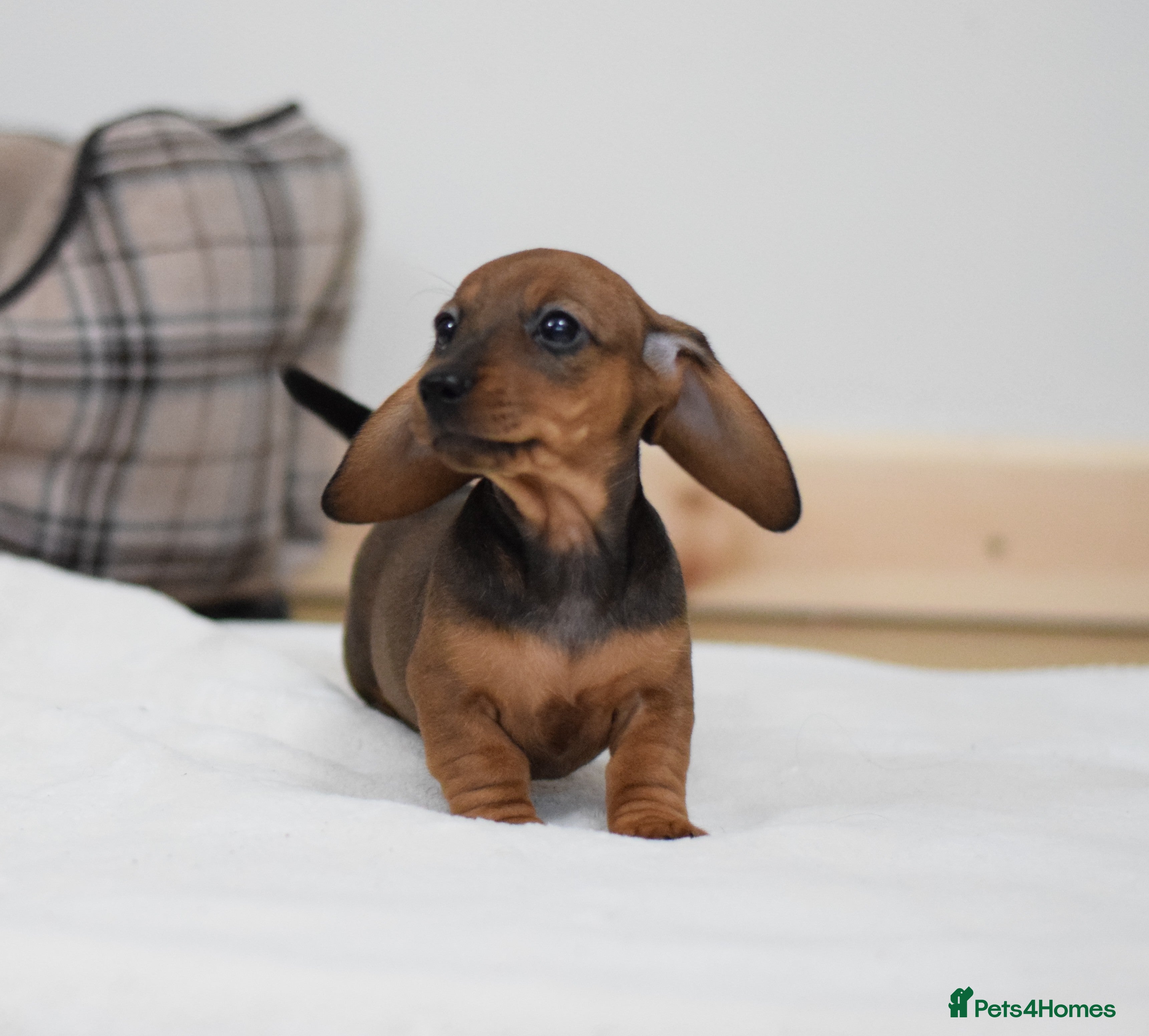 Miniature Dachshund dogs 🌟Gorgeous Miniature Dachshunds🌟 - Advert 3