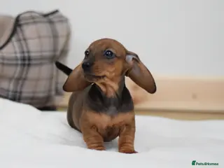 Miniature Dachshund dogs 🌟Gorgeous Miniature Dachshunds🌟 - Advert 3