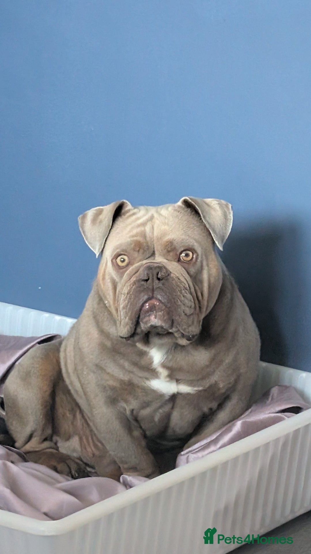 English Bulldog dogs for sale: 2 year old Male - Advert 5