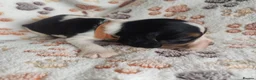 Cocker Spaniel dogs for sale: KC / Health tested Show Type Cocker Spaniels  - Advert 19