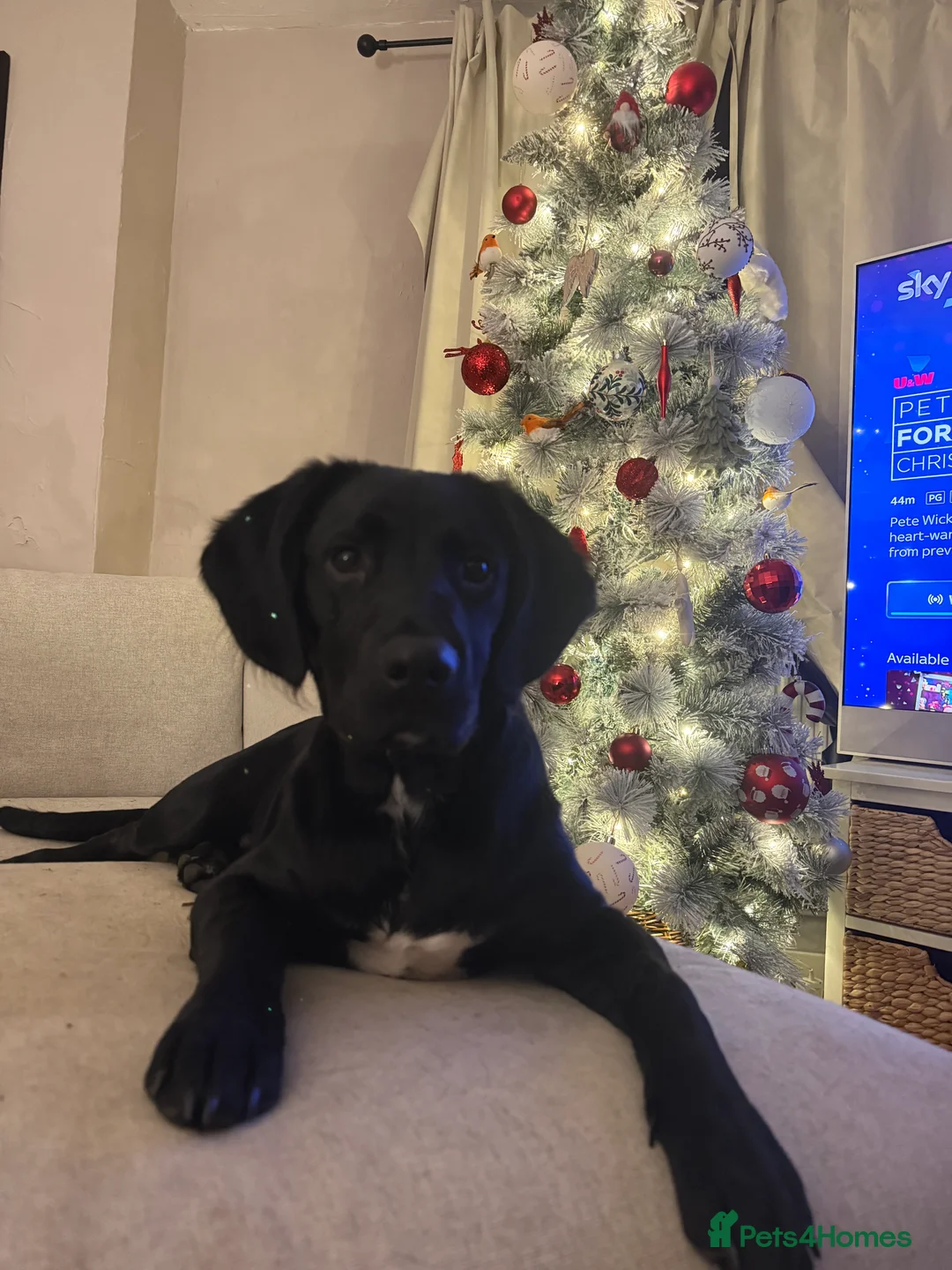 Springador dogs for sale: Male springador puppy - Advert 1