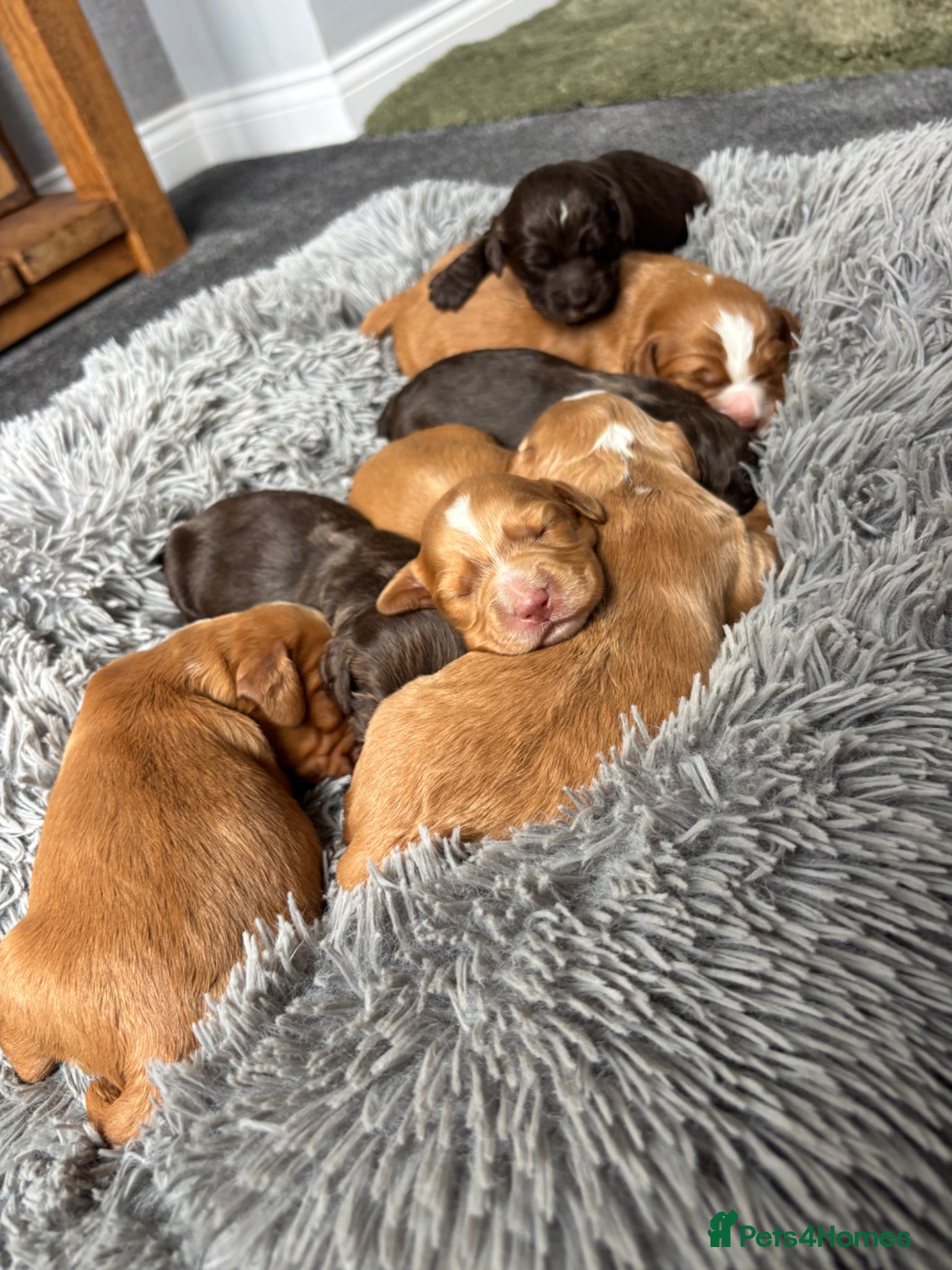 Cocker Spaniel dogs Beautiful cocker spaniel puppy’s - Advert 1
