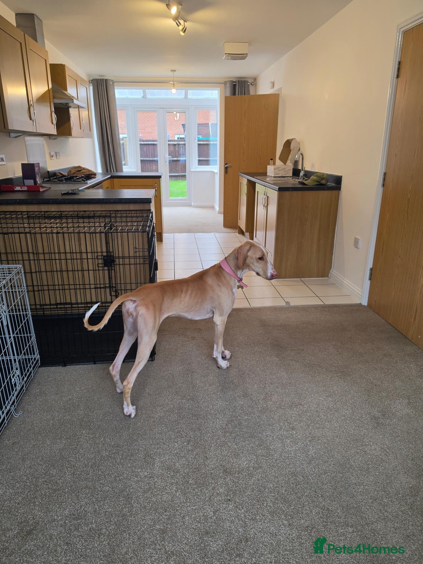 Mixed Breed dogs for sale: Meadow needs a better life  - Advert 2