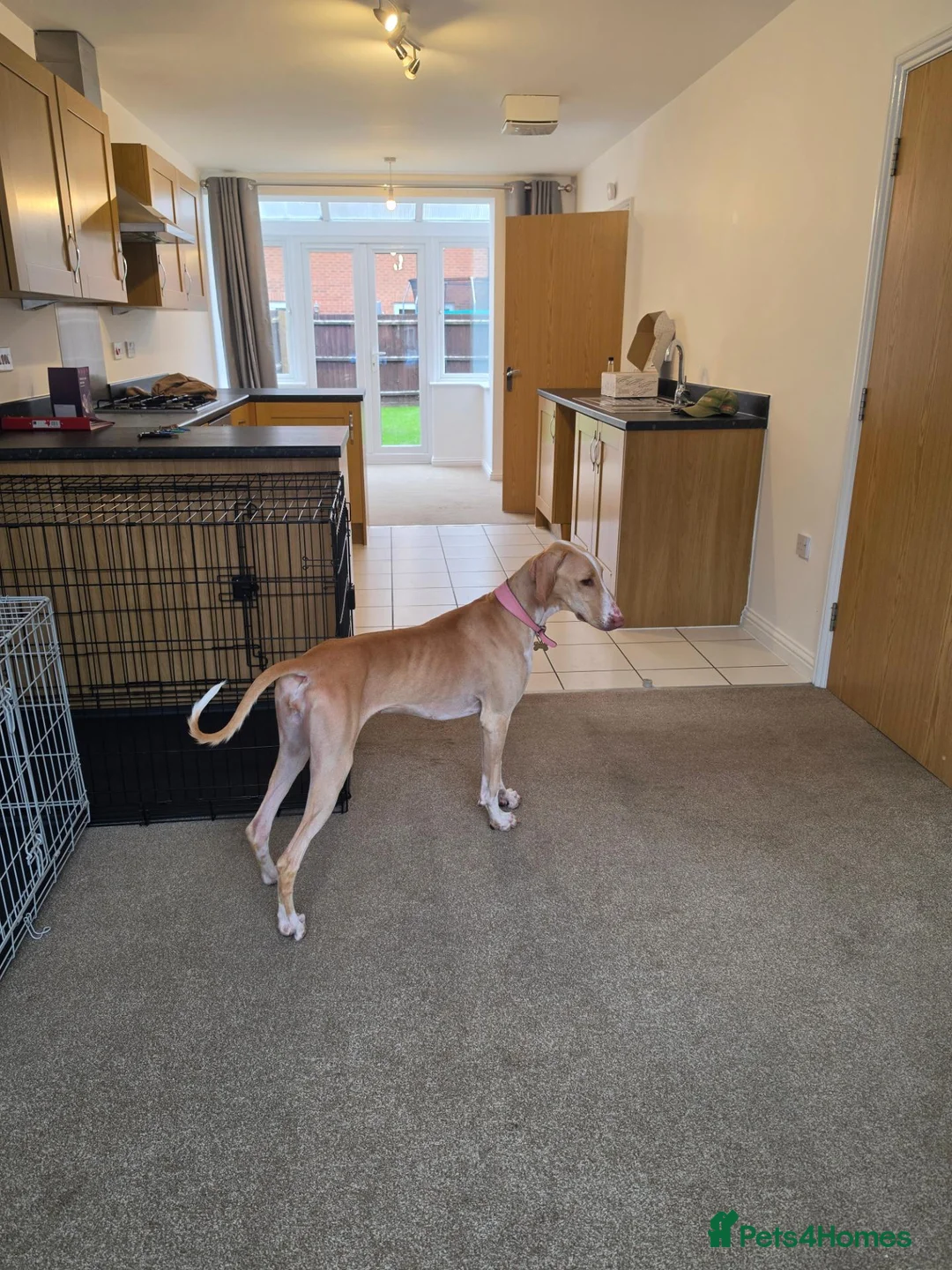 Mixed Breed dogs for sale: Meadow needs a better life  in Lincoln - Advert 1
