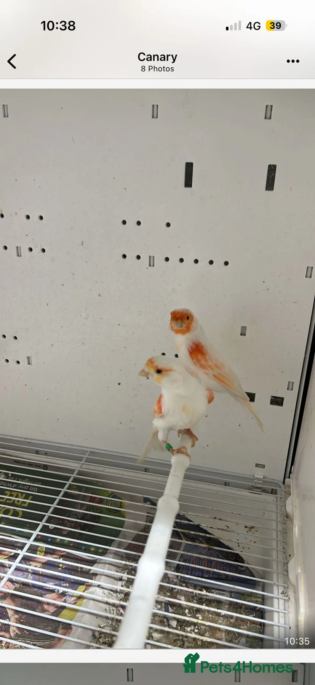 Canaries birds for sale: Canaries for sale  - Advert 13