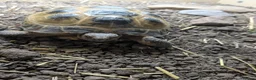 Tortoise reptiles for sale: Male horsefield tortoise with viv in Rotherham - Advert 4