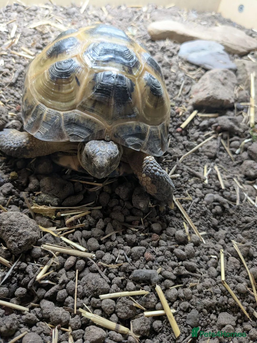 Tortoise reptiles for sale: Male horsefield tortoise with viv in Rotherham - Advert 4