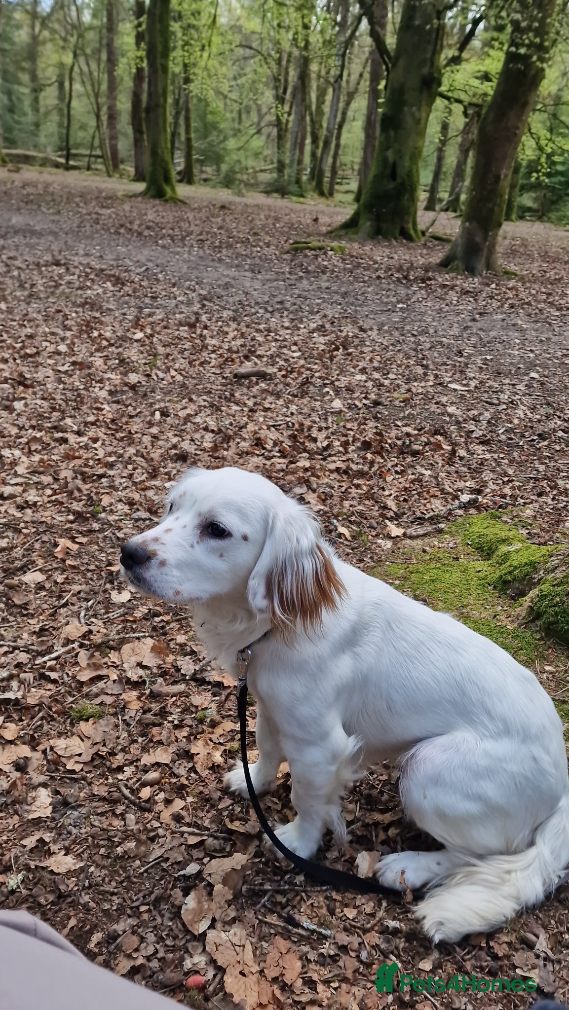 Mixed Breed dogs Cocker x French bulldog 10 months old - Advert 2