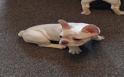 French Bulldog dogs for sale: Frenchy girls - Advert 14