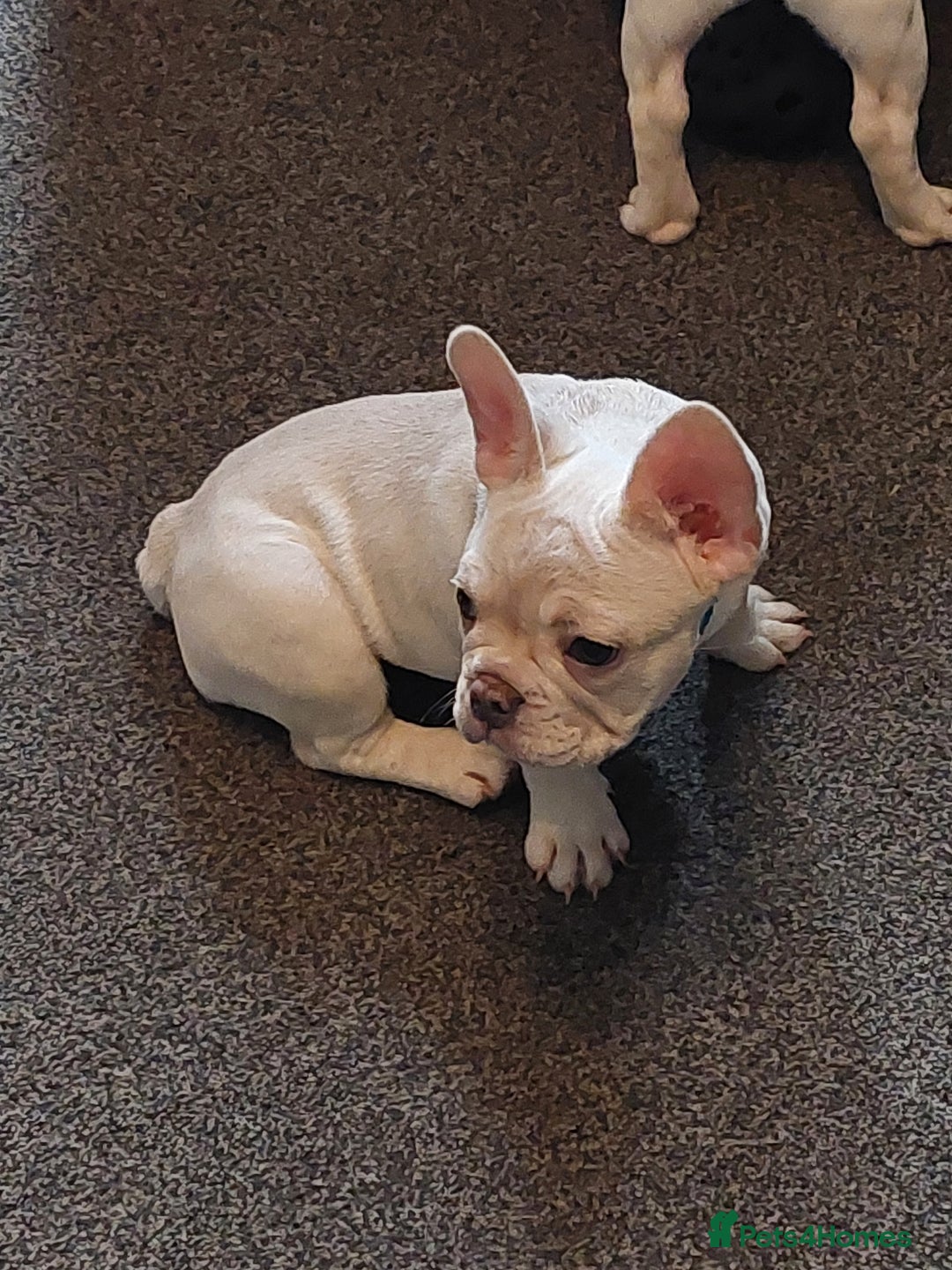 French Bulldog dogs for sale: Frenchy girls - Advert 14