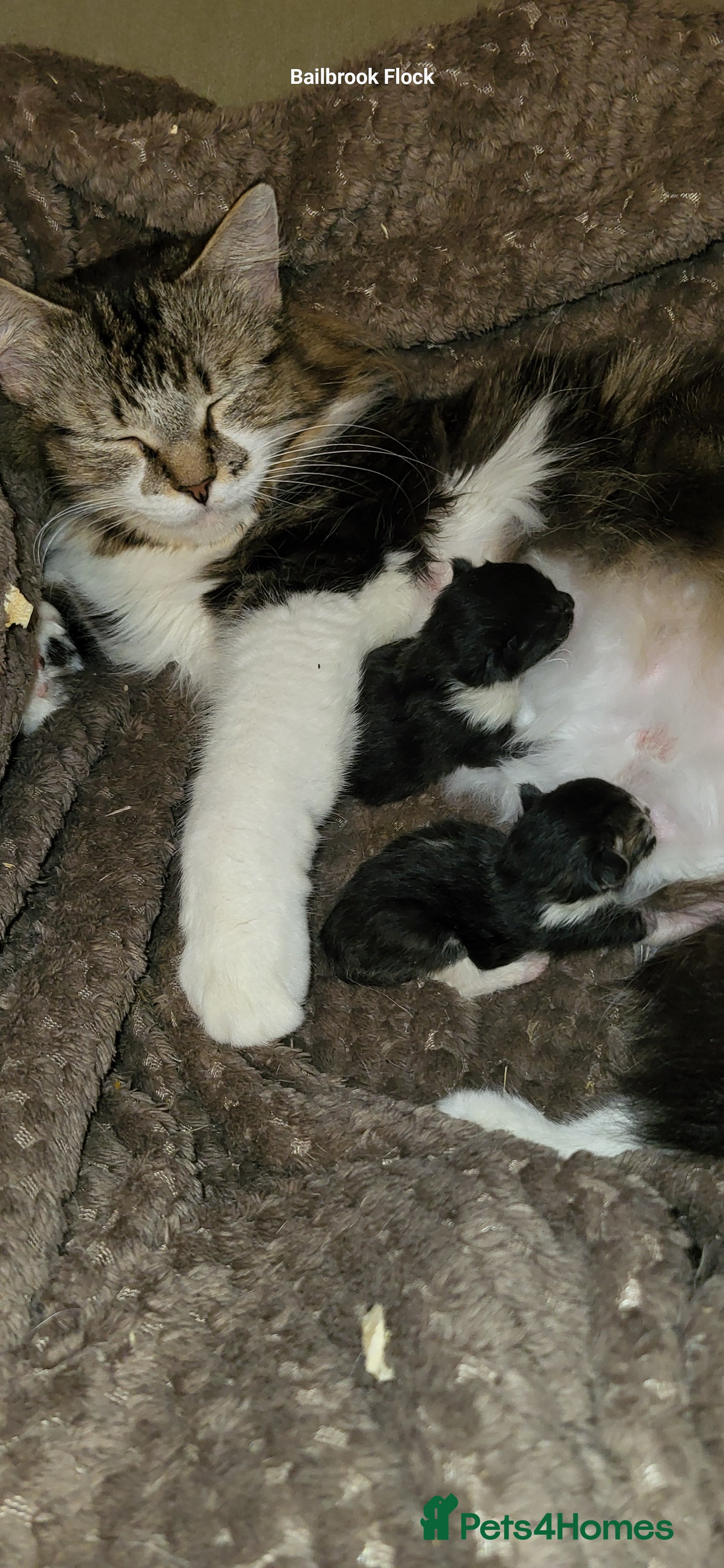 Mixed Breed cats Domestic Shorthair x Turkish Van  - Advert 1