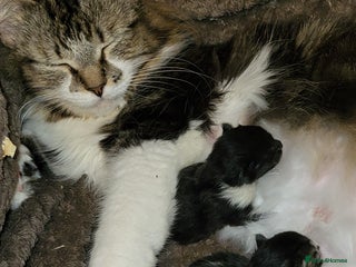 Mixed Breed cats Domestic Shorthair x Turkish Van - Advert 1