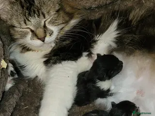 Mixed Breed cats Domestic Shorthair x Turkish Van - Advert 15