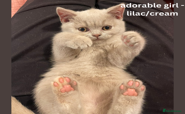 British Shorthair cats - Advert 1