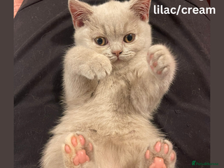 British Shorthair cats British Shorthair, 12 weeks old kittens - Advert 3