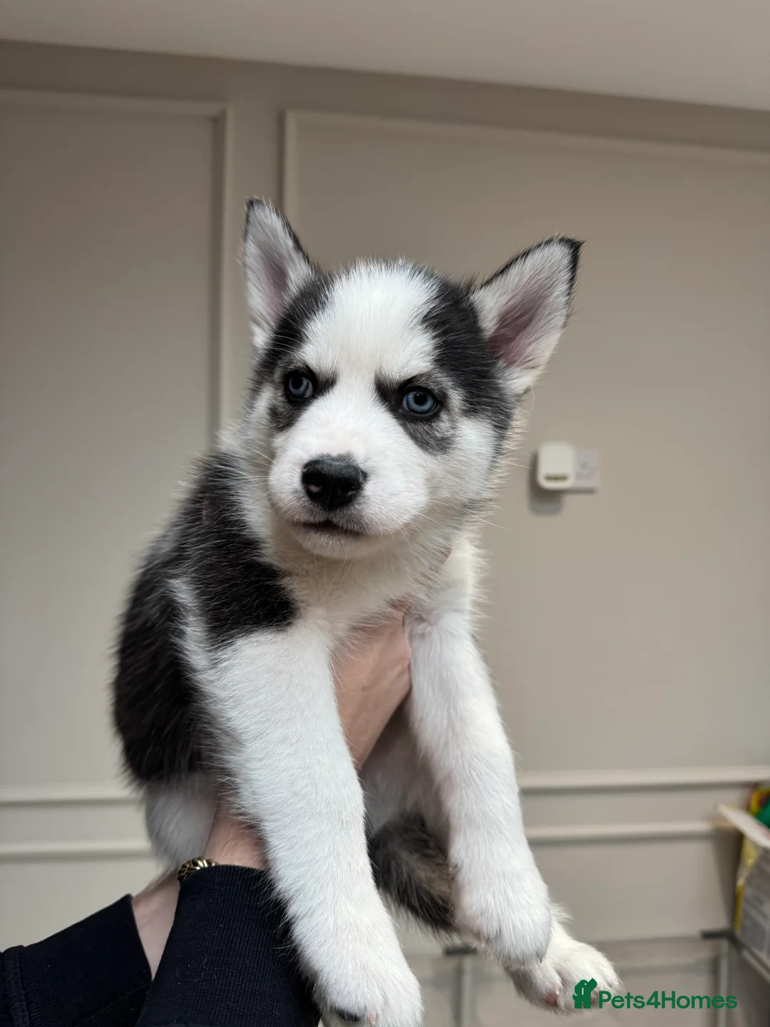 Siberian Husky dogs for sale: 1 KC REG SIBERIAN PUP LEFT (BOY)READY NOW - Advert 23