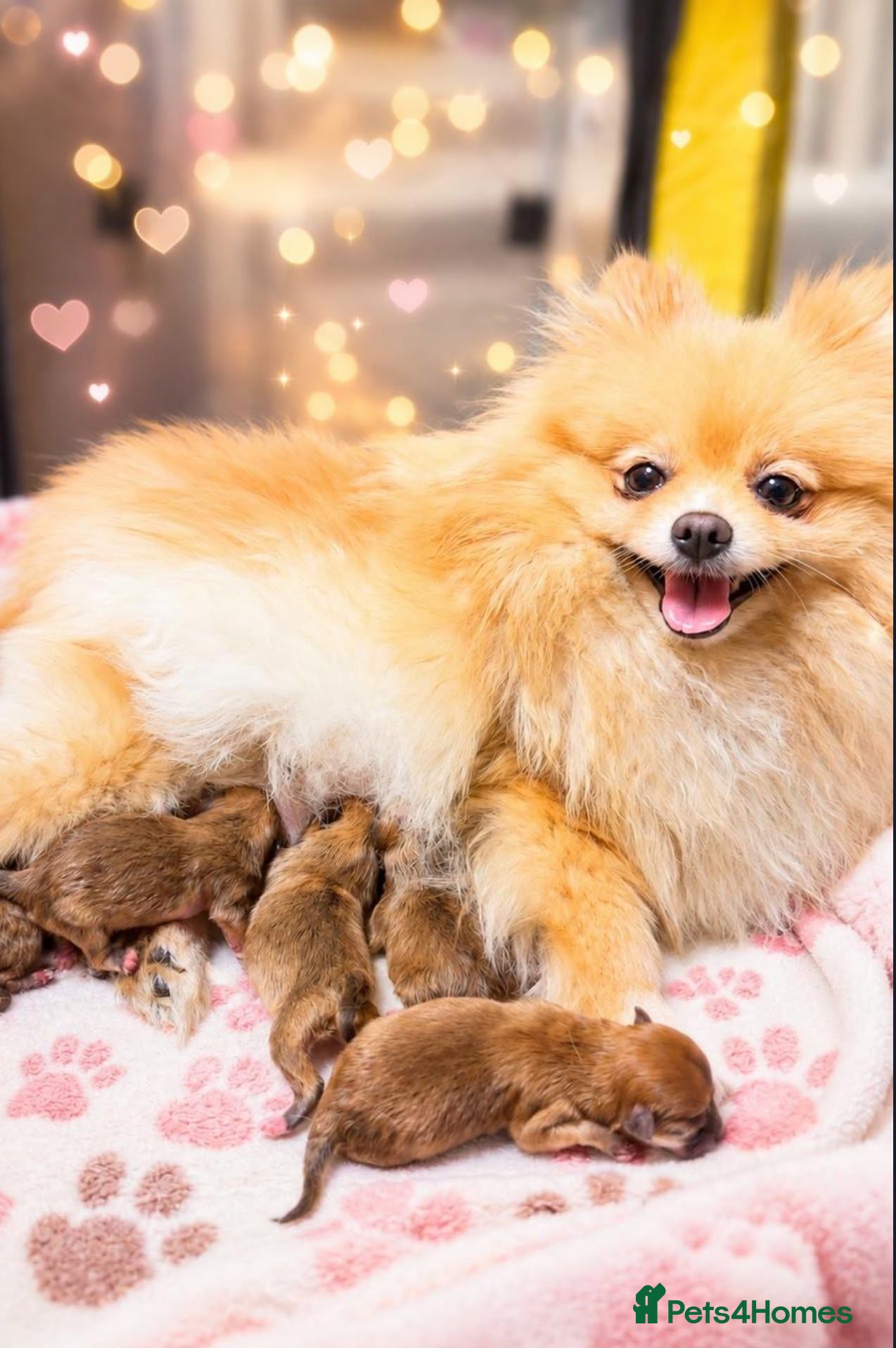 Pomeranian dogs **1 BOY PUPPY LEFT IN VIDEO** POMERANIAN  - Advert 6