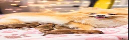 Pomeranian dogs for sale: STUNNING POMERANIAN PUPPYS  in Blackpool - Advert 10