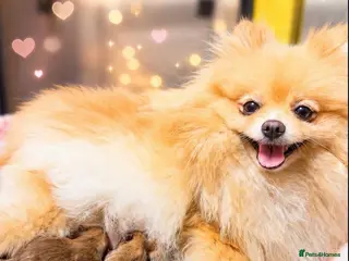 Pomeranian dogs **1 BOY PUPPY LEFT IN VIDEO** POMERANIAN - Advert 6