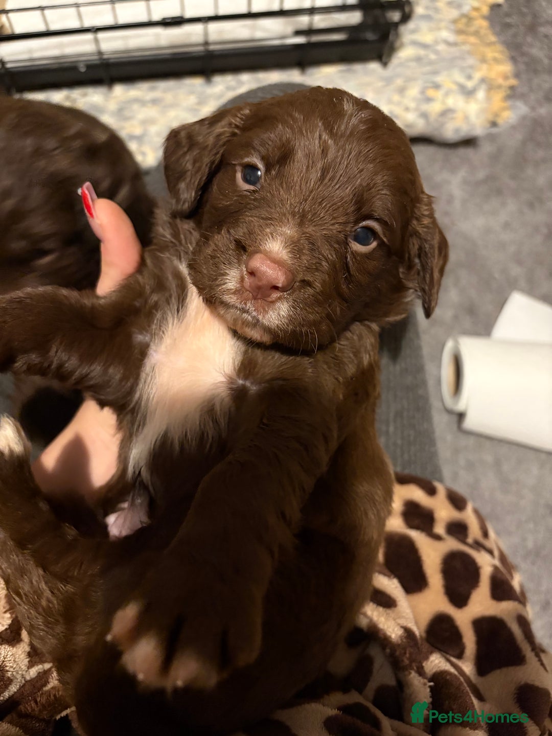 Cocker Spaniel dogs for sale: Stunning Show X Working cocker spaniels  - Advert 1