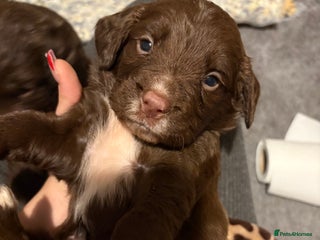 Cocker Spaniel dogs Stunning Show X Working cocker spaniels - Advert 1