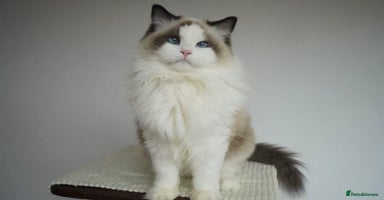 Ragdoll cats - Advert 15