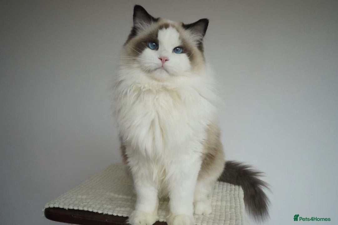 Ragdoll cats for sale: seal bicolor girl - Image 3