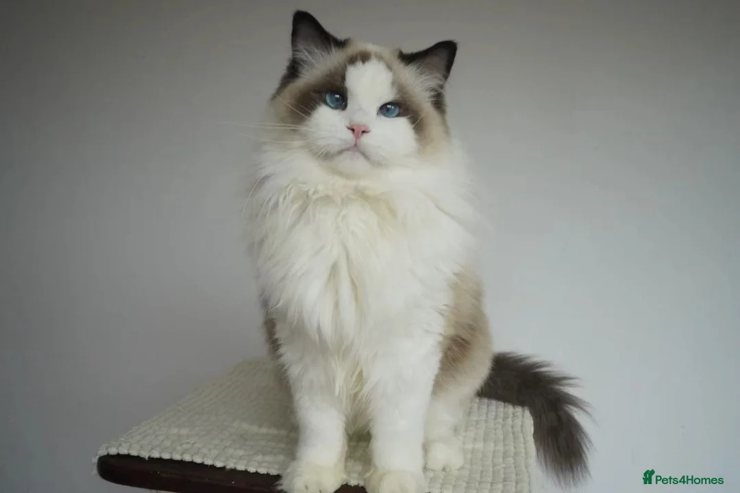 Ragdoll cats for sale: seal bicolor girl - Advert 3