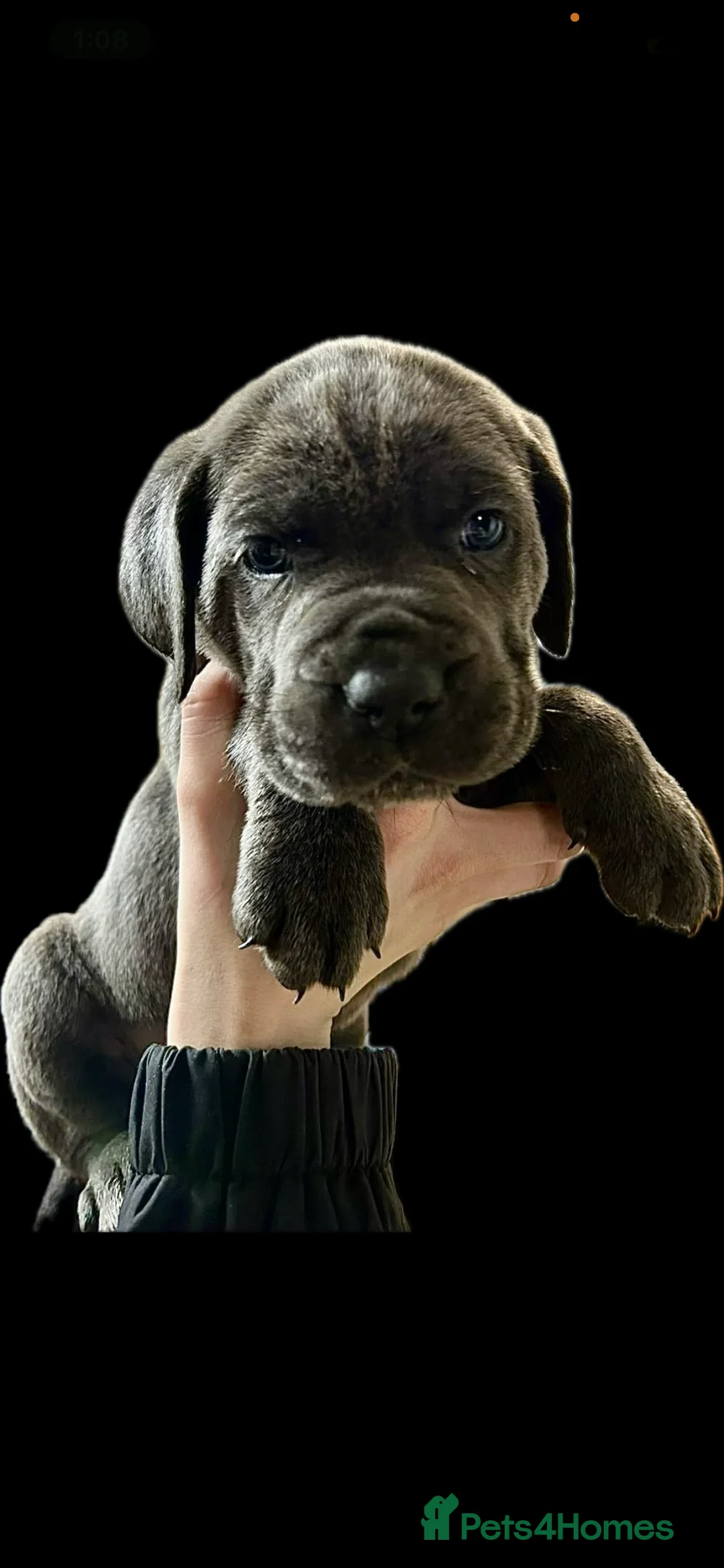 Cane Corso dogs for sale: Cane corso pups - Advert 14