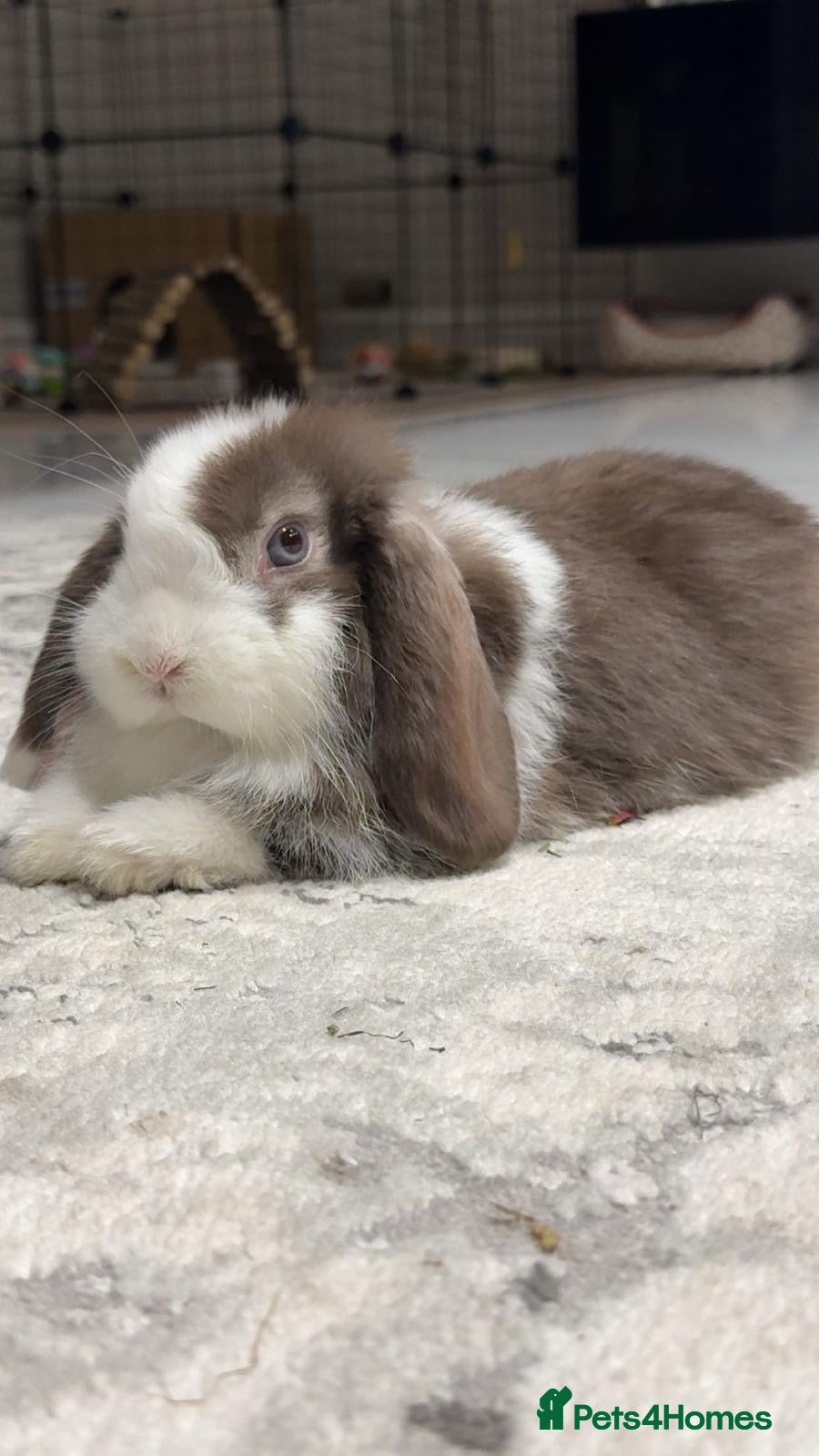 Mini Lop rabbits Beautiful Mini Lop. 5 months baby,very calm nature - Advert 19