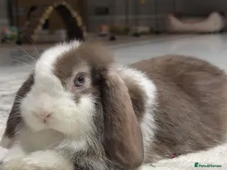 Mini Lop rabbits Beautiful Mini Lop. 5 months baby,very calm nature - Advert 19