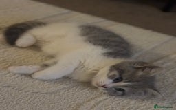 British Shorthair cats for sale: British short hair kitten - Image 7