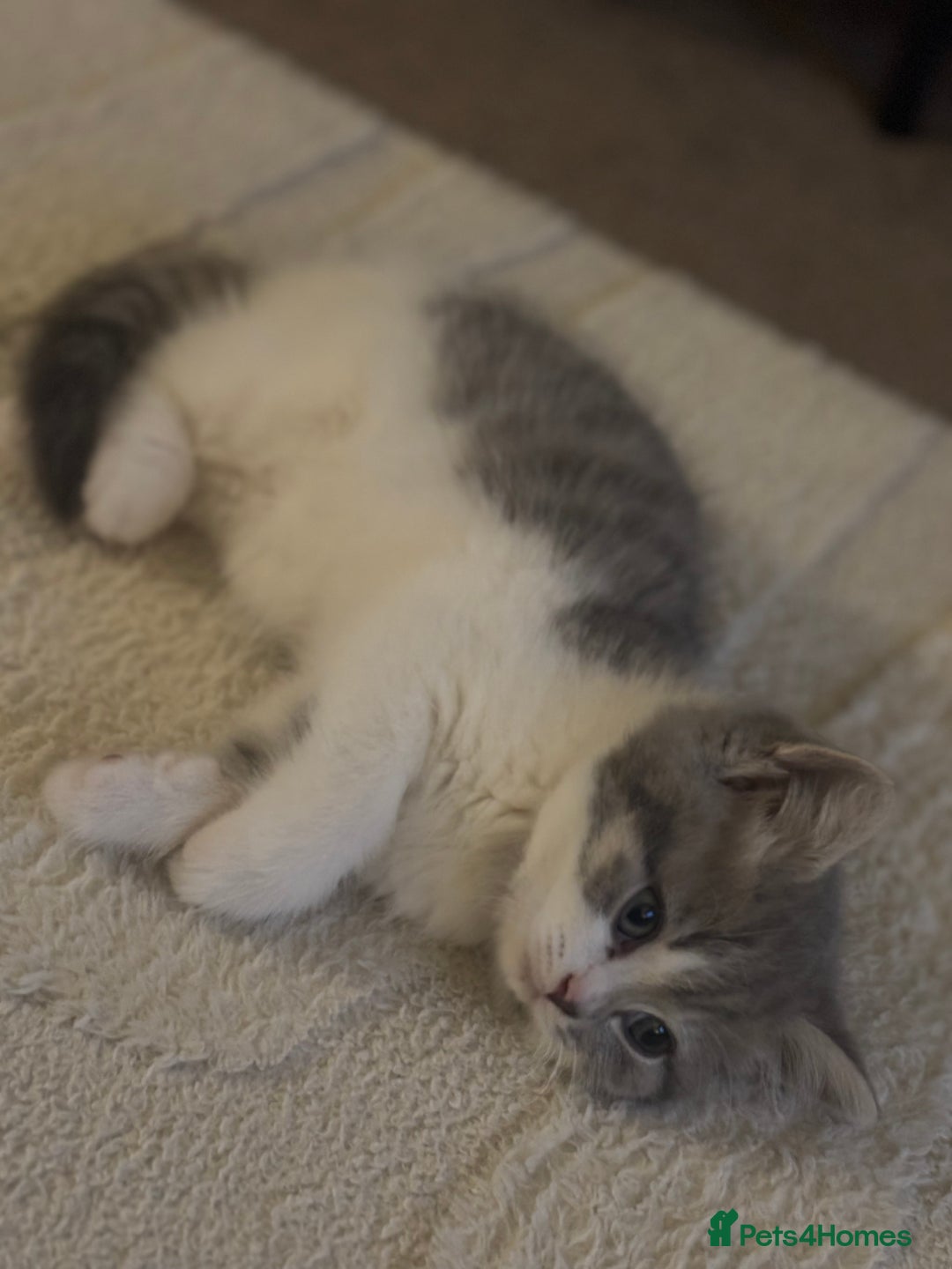 British Shorthair cats for sale: British short hair kitten - Image 7