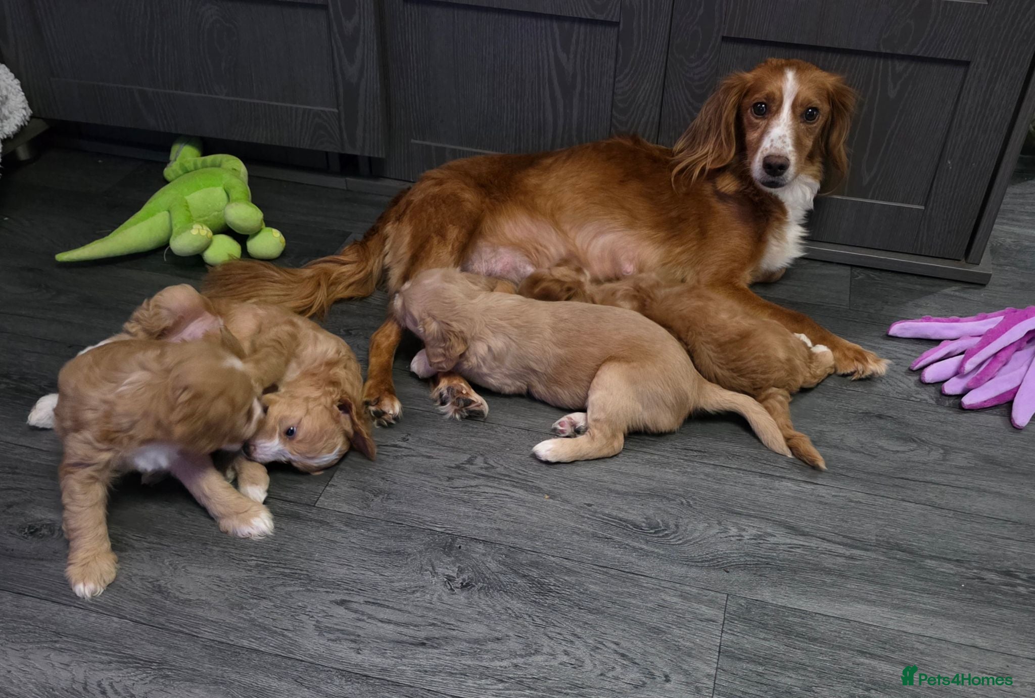 Cockapoo dogs Gorgeous Cockapoo Puppies - Ready from 11th August - Advert 4