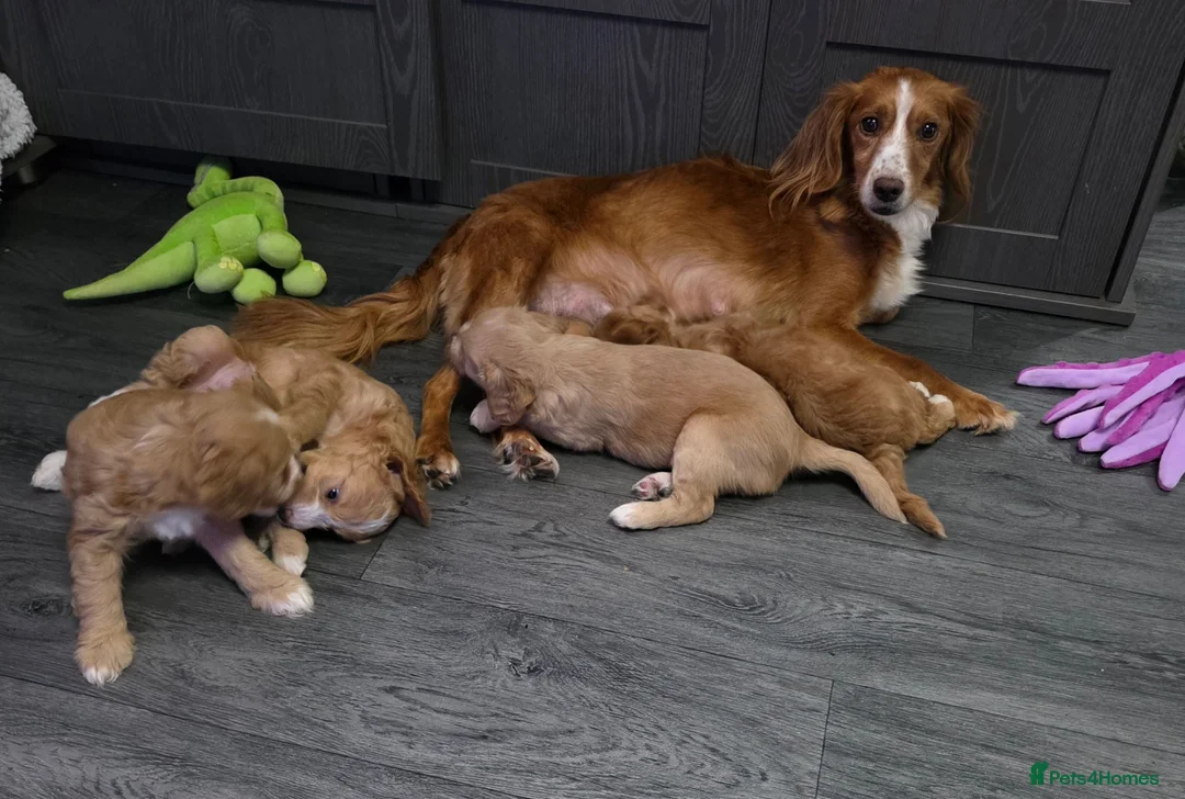 Cockapoo dogs for sale: Gorgeous Cockapoo Puppies - Ready from 11th August - Advert 1